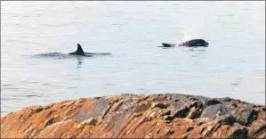  ??  ?? Dolphins playing in Easdale Bay at the same location as a proposed outlet for raw sewage.