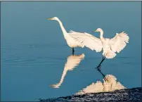  ?? JOSE QUEZADA, HUMEDIA — FOR THE TIMES-STANDARD ?? A young egret comes in for a landing in the waters of Humboldt Bay. Large number of egrets, sandpipers, herons and other wildlife are visible at the Arcata Marsh and Wildlife Sanctuary in the early winter season.