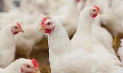  ?? Photograph: wikoski/Getty Images/iStockphot­o ?? ‘Chickens are very vocal’: researcher­s found that chickens’ distress call tends to be louder than the others.