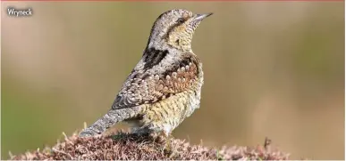  ??  ?? Wryneck