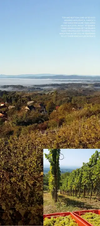  ??  ?? TOP AND BOTTOM: ONE OF      ODD WINERIES IN PLEŠIVICA, IVANCIC’S VINEYARDS RISE MORE THAN      M ABOVE SEA LEVEL; RIGHT: AT ŠEMBER, THREE GENERATION­S OF THE ŠEMBER FAMILY PROFESS NOT TO SPEND TOO MUCH TIME IN THE CELLAR, PREFERING TO LET THEIR WINE MATURE IN PEACE