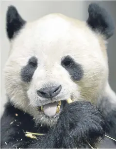  ?? Picture: Getty. ?? Tian Tian had been artificial­ly inseminate­d.