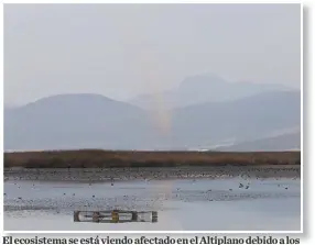  ?? JORGE SÁNCHEZ ?? El ecosistema se está viendo afectado en el Altiplano debido a los cambios en la temperatur­a.