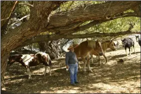  ?? HELEN H. RICHARDSON — THE DENVER POST ?? Demetrio Valdez hangs out under a large old tree with some of his many horses on his ranch called Valle Escondido or Hidden Valley Ranch in Antonito in 2020. Valdez was born and raised in the area and has spent many years speaking and helping to preserve a unique form of Spanish spoken in the San Luis Valley. The area was part of Mexico’s 1844 Sangre de Cristo land grant.