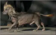  ?? JEFF CHIU — THE ASSOCIATED PRESS ?? Himisaboo, Chinese Crested and Dachshund mix, walks onstage during the World’s Ugliest Dog Contest.