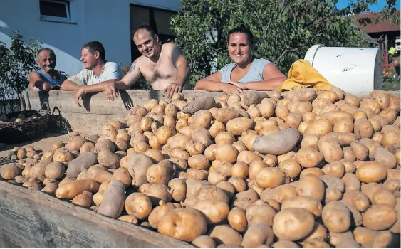  ?? / Foto: Luka Cjuha ?? Slovenci krompir sadimo le še na okrog 2500 hektarjih površin – premalo, da bi bili lahko z njim samooskrbn­i.