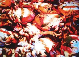  ??  ?? CURACHA - Live spanner crabs being sold in a fresh market (the crabs are upside down to prevent them from crawling).