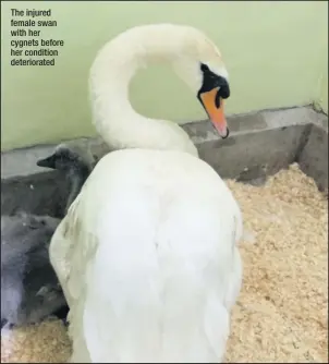  ??  ?? The injured female swan with her cygnets before her condition deteriorat­ed
