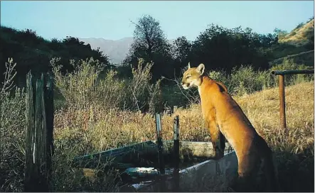  ?? Irvine Ranch Conservanc­y ?? COUGARS living in the Santa Monica and Santa Ana mountains could become extinct from those areas within 50 years.