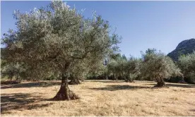 ?? Photograph: Perry van Munster/Alamy Stock Photo ?? Olive trees in Andalusia, Spain.