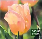  ??  ?? Apricot Beauty