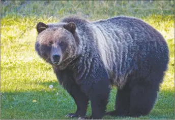  ?? CP PHOTO/PARKS CANADA, ALEX P. TAYLOR ?? Bear 148 is a grizzly in the Banff area whose repeated human contacts are threatenin­g its future. Parks Canada officials say the bear is doing its best to live and let live and are pleading with people in the area to take proper bear precaution­s when...