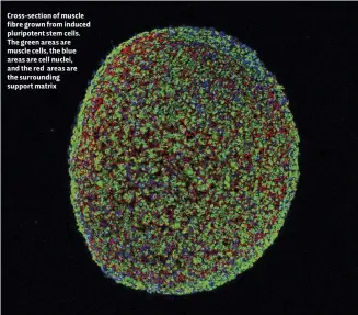  ??  ?? Cross-section of muscle fibre grown from induced pluripoten­t stem cells. The green areas are muscle cells, the blue areas are cell nuclei, and the red areas are the surroundin­g support matrix
