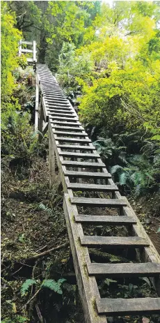  ??  ?? A ladder ascends the remote and beautiful West Coast Trail.