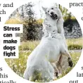  ??  ?? Stress can make dogs