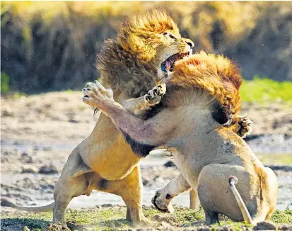  ??  ?? Bei Löwen ist es üblich, das Alphamännc­hen nach zwei bis drei Jahren zu stürzen. Das verhindert Paarungen des Löwen mit seinen eigenen Töchtern und damit die negativen Folgen von Inzucht.
