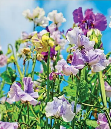  ?? ?? Prized: Sweet pea Lathyrus odoratus Blue Ripple has an intense perfume