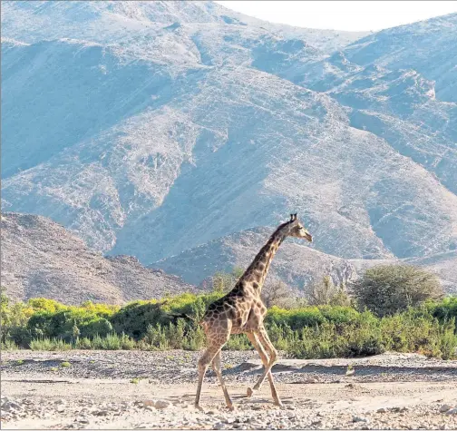  ??  ?? In drought-stricken Namibia Garth OwenSmith and Margaret Jacobsohn (top right) operate safaris that drive home messages of conservati­on and sustainabi­lity