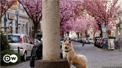  ?? ?? También los perros disfrutan el paseo por la calle de los cerezos de Bonn