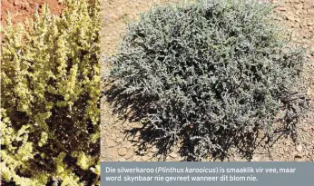  ??  ?? Die silwerkaro­o (Plinthus karooicus) is smaaklik vir vee, maar word skynbaar nie gevreet wanneer dit blom nie.