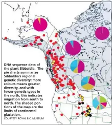  ??  ?? DNA sequence data of the plant Sibbaldia. The pie charts summarize Sibbaldia’s regional genetic diversity: more colours means greater diversity, and with fewer genetic types in the north, this indicates migration from south to north. The shaded...