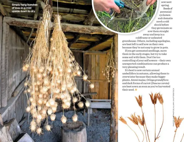  ??  ?? Simply hang bunches of love-in-a-mist upside down to dry