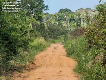  ??  ?? It’s still not known if rainforest­s can fully bounce back from clearance.