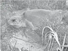  ?? KATHY KLINGENSMI­TH , MOTE MARINE LABORATORY ?? In a rare sight, a female loggerhead nests during the day. Loggerhead­s and other sea turtles usually nest at night.