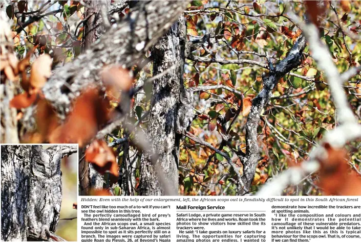  ??  ?? Hidden: Even with the help of our enlargemen­t, left, the African scops owl is fiendishly difficult to spot in this South African forest