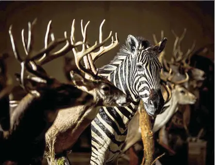  ?? — Photos: TNS ?? Right out of the wild, a zebra and other animals awaiting judging at the World Taxidermy Championsh­ips in Peoria, Illinois.