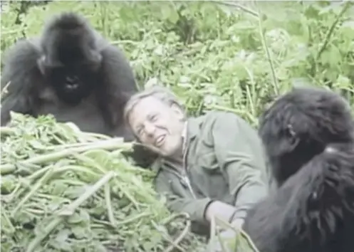  ?? ?? David Attenborou­gh was famously filmed among a group of wild mountain gorillas