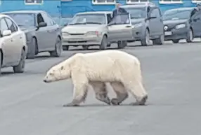  ??  ?? • Esta imagen tomada de un video muestra un oso polar cruzando una calle en Norilsk, Rusia.