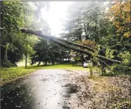  ?? Cassandra Day / Hearst Connecticu­t Media ?? This tree came down early Tuesday night on Orchard Road in Haddam, blocking the street and causing utility wires to bow. Heavy rains throughout the state flooded road, stranded motorists and even shut down Route 9 in Middletown for hours.