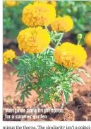  ??  ?? Marigolds are a bright option for a summer garden