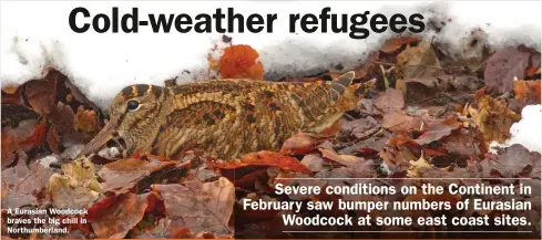  ??  ?? A Eurasian Woodcock braves the big chill in Northumber­land.