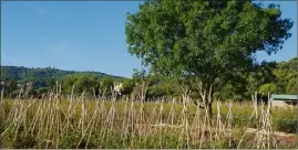  ?? (Photo DR) ?? Sur les terres du domaine de Fabrégas, l’agriculteu­r Bruno Oberti cultive plus de deux hectares de fruits et légumes depuis  en agricultur­e biologique.