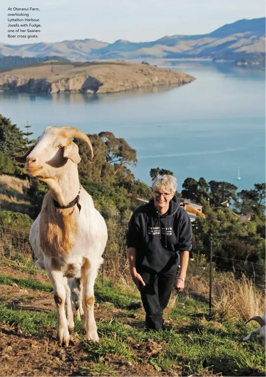  ??  ?? At Otaranui Farm, overlookin­g Lyttelton Harbour. Jozefa with Fudge, one of her SaanenBoer cross goats.