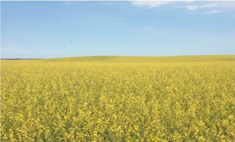  ?? AGRISOMA ?? A Carinata mustard field is seen in this undated handout photo. Quebec-based Agrisoma Bioscience­s Inc. has developed a biofuel using Carinata, which will make up 30 per cent of the fuel for a United Airlines flight from San Francisco to Zurich today.