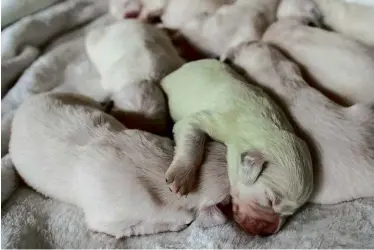  ??  ?? ABOVE: Mojito, the green retriever pup born in Wermelskir­chen, Germany, sleeping with his eight white siblings.