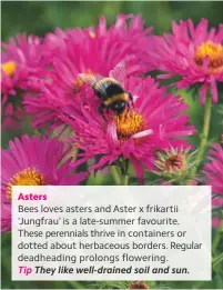  ??  ?? Asters
Bees loves asters and Aster x frikartii ‘Jungfrau’ is a late-summer favourite. These perennials thrive in containers or dotted about herbaceous borders. Regular deadheadin­g prolongs flowering.
Tip They like well-drained soil and sun.