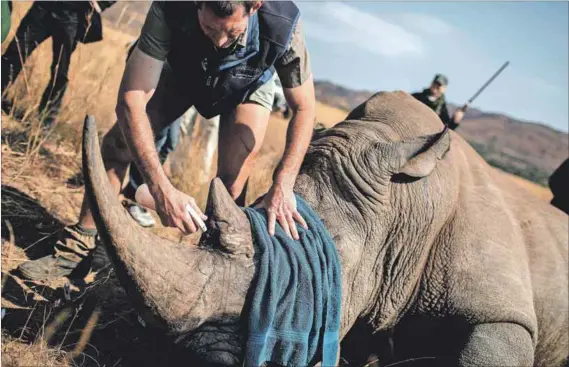  ?? Photo: Gianluigi Guercia/afp ?? Searching for solutions: A vet prepares to microchip a tranquilis­ed rhino in a bid to control the poaching of the animals for their horns.