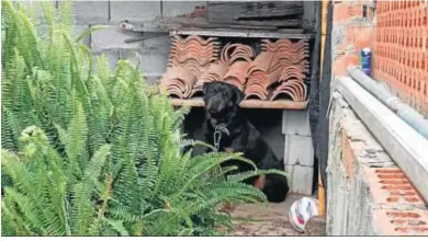  ??  ?? El perro de la intervenci­ón policial en la carretera vieja de Los Barrios.