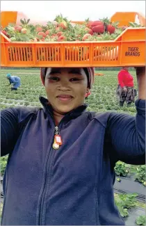  ??  ?? Cynthia Msindwana is a seasonal strawberry picker on Vredenburg Farms, Paarl.