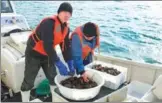  ?? NANGONG AOQING / FOR CHINA DAILY ?? Workers of Zoneco Group Co Ltd sort and pack sea cucumbers in Dalian, Liaoning province.
