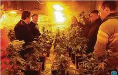  ?? Courtesy: Palestinia­n police ?? Palestinia­n police uncovered a farm where 300 marijuana plants are grown in a house in the village of Bruqin near Salfit.