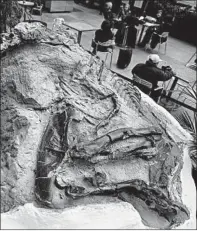  ?? SETH WENIG/AP ?? One of two “dueling dinosaur” fossils is shown in New York. Ownership of two fossilized dinosaur skeletons found on a Montana ranch are subject of a legal battle.