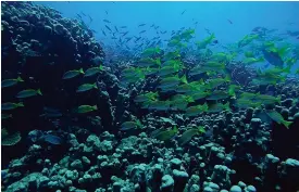  ?? FOTO: TT/GUSTAV SJöHOLM ?? Östaten Palau förbjuder en rad solkrämer för att skydda sina korallrev.
