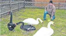  ?? FOTO: HEINO SCHÜTTE ?? Fast aufopferun­gsvoll kümmert sich Hans Stollenmai­er derzeit auf dem Schurrenho­f um die Gmünder Remspark-Schwäne.