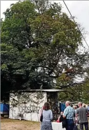  ??  ?? Die Kastanie im Rasendorf von Wittersrod­a: grün und kräftig im Norden, dürr und löchrig überm Plan auf der Südseite.