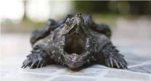  ??  ?? Although snapping turtles primarily prey on swimming ducklings, they can also attack and injure adults.